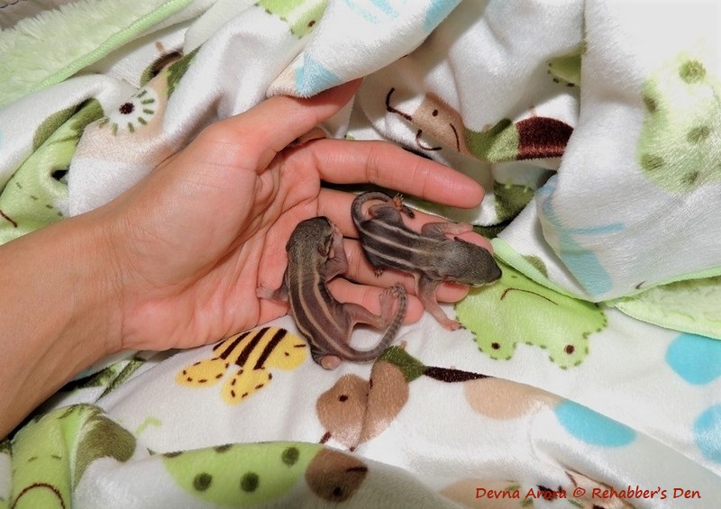 Devna Arora - Hand-rearing baby palm squirrels