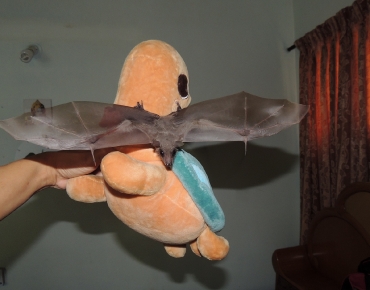 Fruit Bats