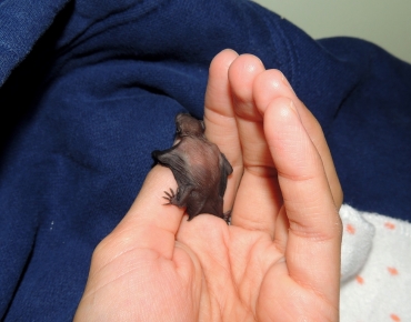 Micro Bats