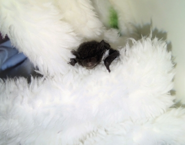 Micro Bats