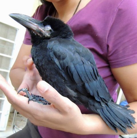 Reuniting a Baby Crow