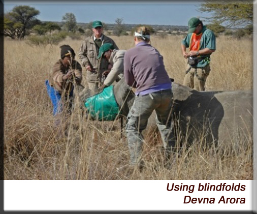 Devna Arora - Blindfolds for wild animals