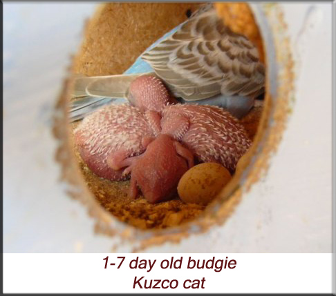 1-7 day old budgie