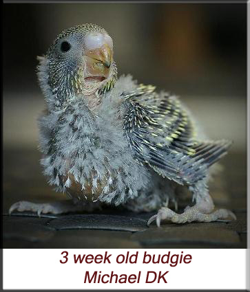 3 week old budgie