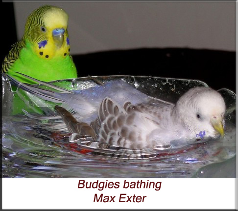 Budgies bathing
