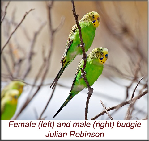 Male and female budgie