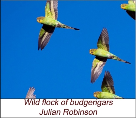 Wild flock of budgerigars