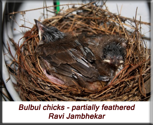 Ravi Jambhekar - Partially feathered baby bulbul