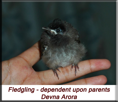 Devna Arora - Fledgling dependent upon parents