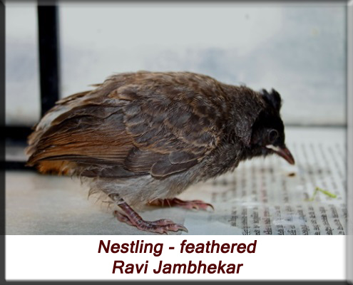Ravi Jambhekar - Partially feathered baby bulbul