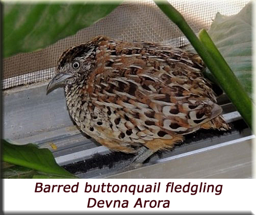 Devna Arora - Barred Buttonquail Fledgling