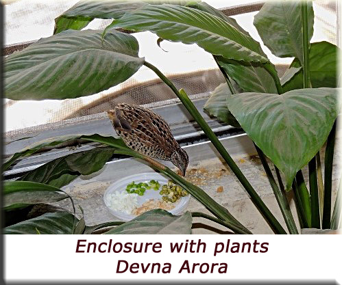 Devna Arora - Barred buttonquail enclosure with plants