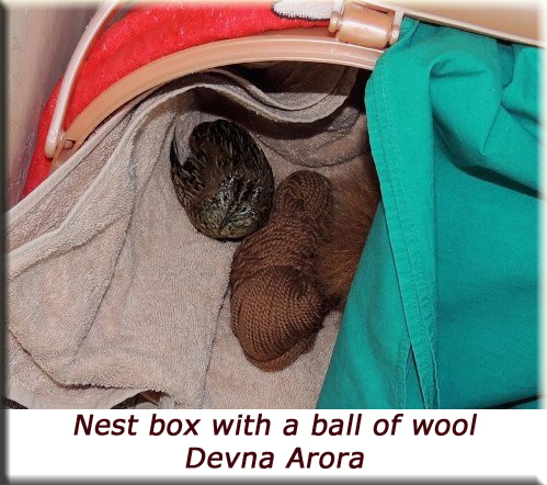 Devna Arora - Barred buttonquail nest box with a ball of wool