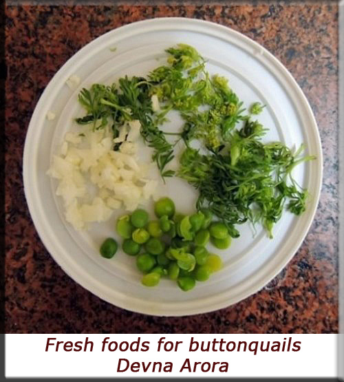 Devna Arora - Tray of fresh foods for buttonquails