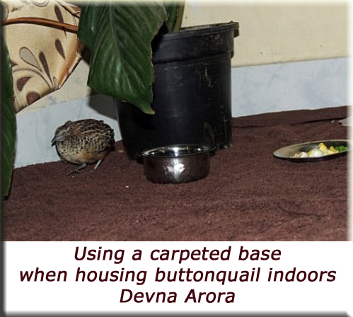 Devna Arora - Using a capeted base when housing buttonquail indoors