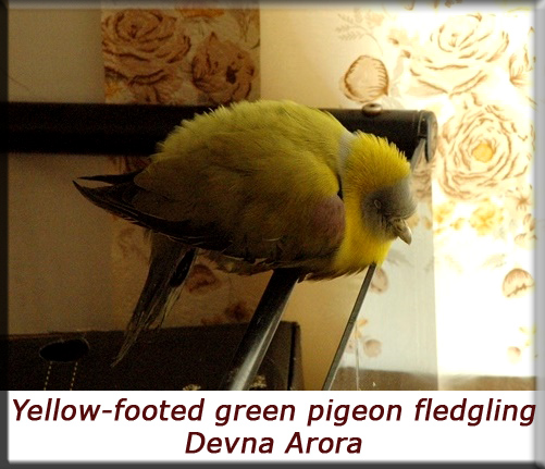 Devna Arora - Yellow-footed green pigeon fledgling