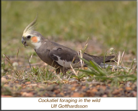 Cockatiel foraging in the wild