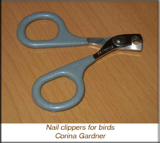 Nail clippers for birds
