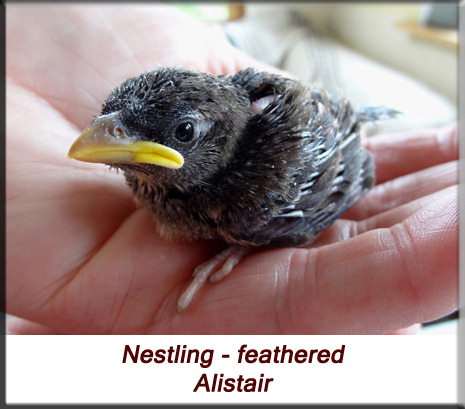 Alistair - House sparrow feathered nestling