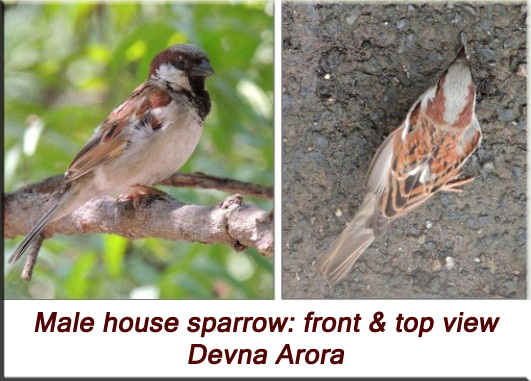 Devna Arora - Male house sparrow, front and top view