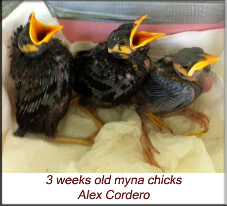 Alex Cordero - 3 week old myna chicks