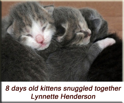 Lynnette Henderson - 8 days old kittens