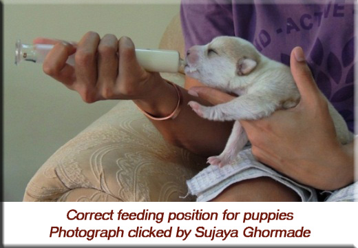 Devna Arora - Correct feeding position for puppies