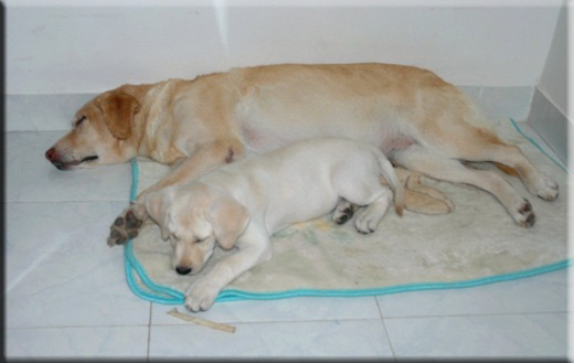 Devna Arora - Cross fostering puppies