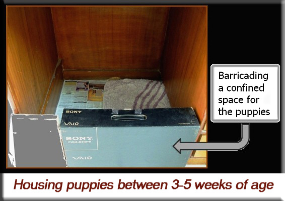 Devna Arora - Housing puppies between 3-5 weeks of age