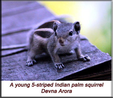 Devna Arora - A young 5-striped Indian palm squirrel
