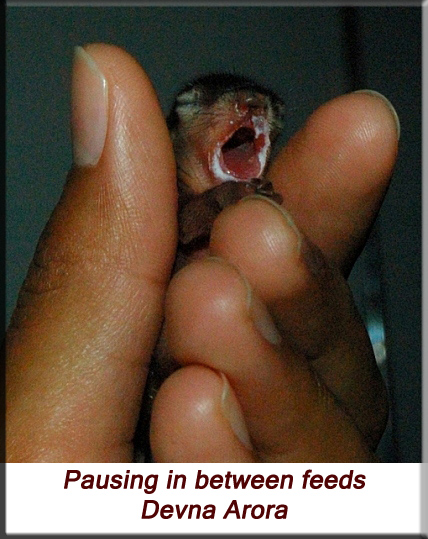 Devna Arora - Indian palm squirrel - pauging in between feeds