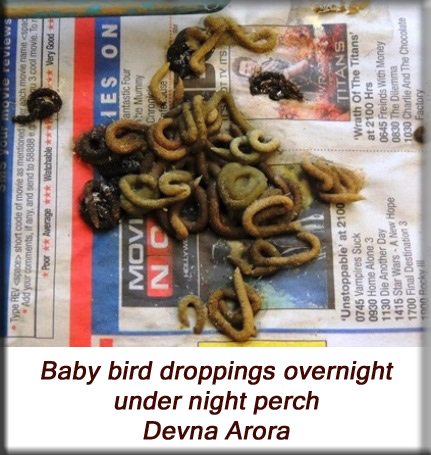 Devna Arora - Parakeet chicks - Baby bird poop under night perch