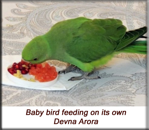 Devna Arora - Parakeet chicks - Baby birds feeding themselves