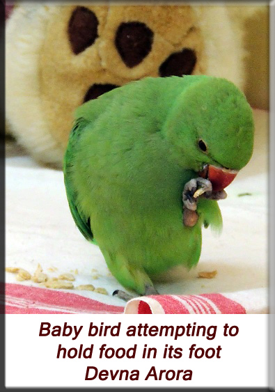 Devna Arora - Parakeet chicks - Baby bird holding food in it's foot