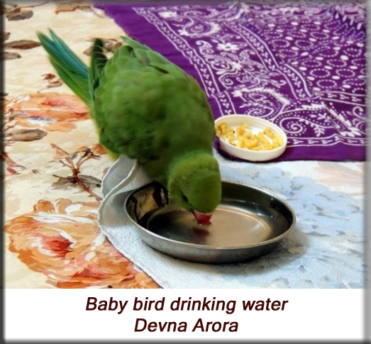 Devna Arora - Parakeet chicks - Baby bird drinking water