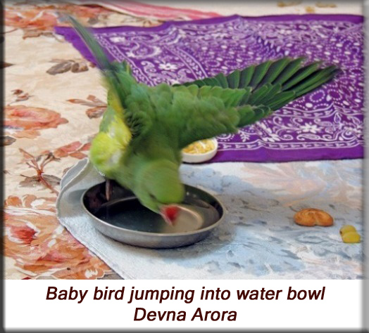 Devna Arora - Parakeet chicks - Baby bird jumping into the water bowl