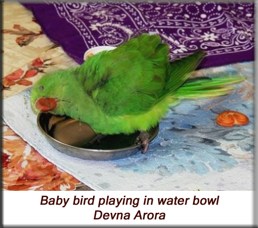Devna Arora - Parakeet chicks - Baby bird playing in water bowl