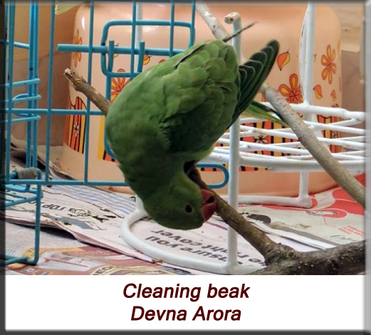 Devna Arora - Parakeet chicks - Baby bird cleaning beak after feeding