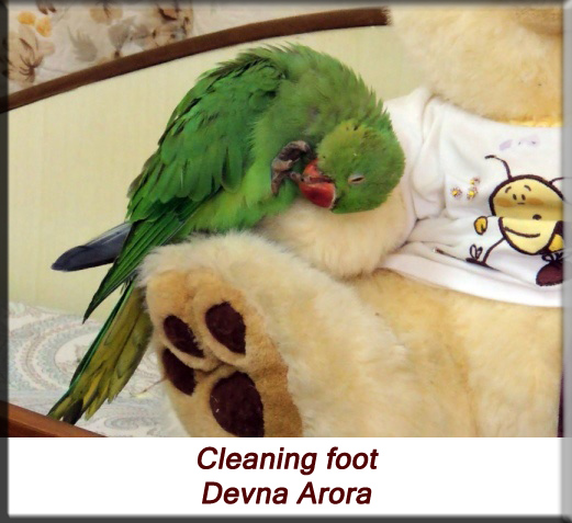 Devna Arora - Parakeet chicks - Baby bird cleaning foot