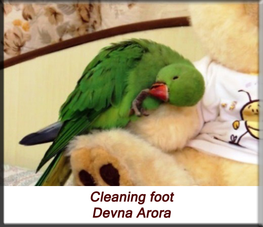 Devna Arora - Parakeet chicks - Baby bird cleaning foot