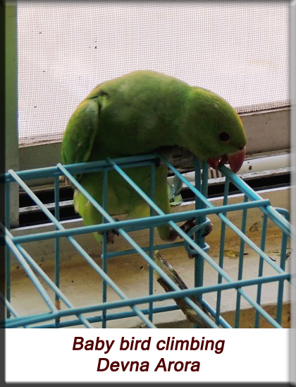 Devna Arora - Parakeet chicks - baby bird climbing