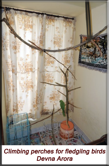 Devna Arora - Parakeet chicks - climbing perches for baby birds