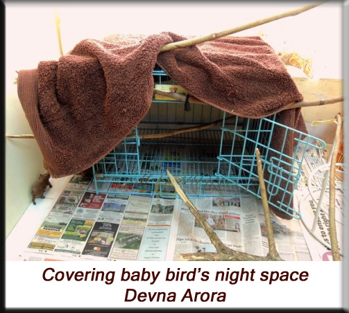 Devna Arora - Parakeet chicks - Covered night space for baby birds