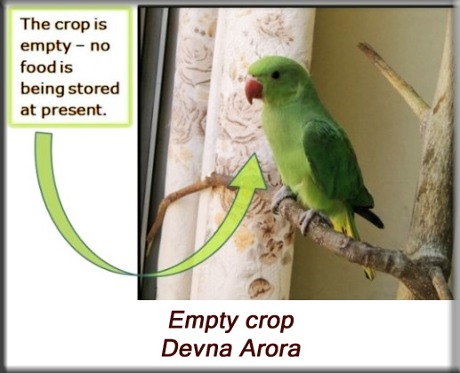 Devna Arora - Parakeet chicks - Empty crop