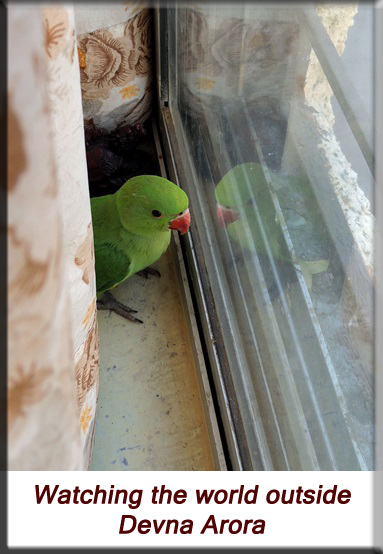 Devna Arora - Parakeet chicks - Baby bird watching the world outside