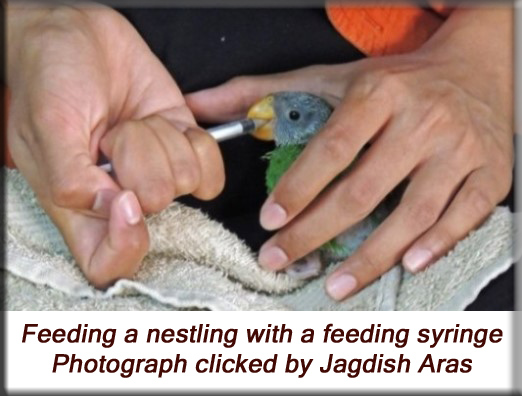 Devna Arora - Parakeet chicks - Feeding fledgling birds