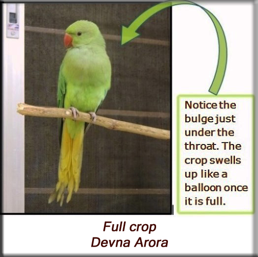 Devna Arora - Parakeet chicks - Full crop