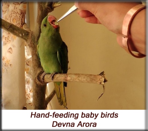 Devna Arora - Parakeet chicks - Hand-feeding baby birds