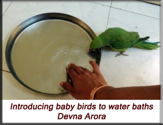 Devna Arora - Parakeet chicks - Introducing water baths