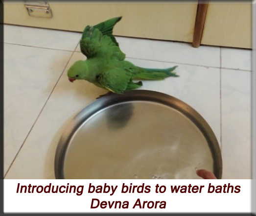 Devna Arora - Parakeet chicks - Introducing water baths